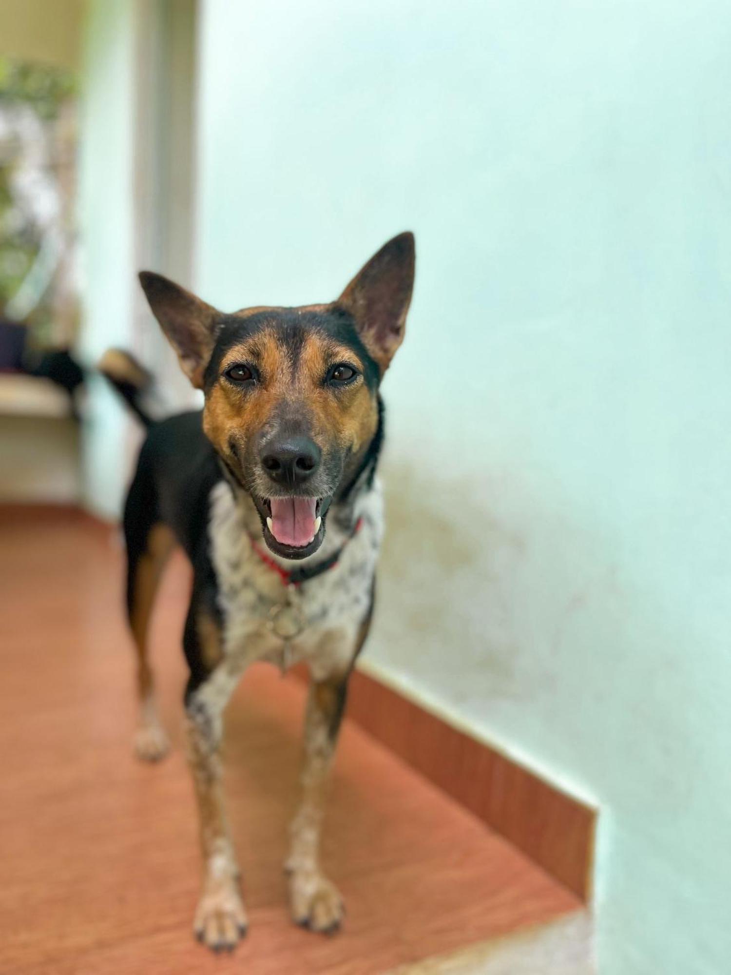 Baba Luru'S Apartman Varkala Kültér fotó